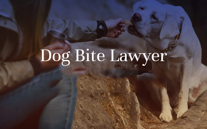 dog bite lawyer